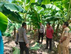 Dukung Program Ketahanan Pangan, Kapolsek Bajeng Kunjungi Kebun Pisang Kapendis di Bontomanai
